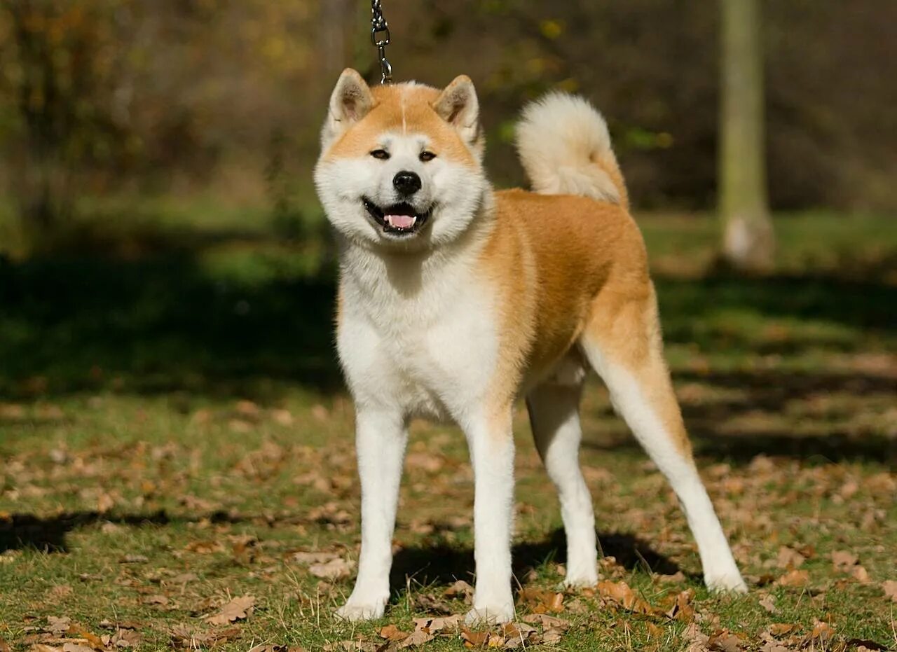 Какие породы ину. Японская Акита ину. Собака породы Акито ину. Порода Хатико Акита-ину. Лайка Акита ину.