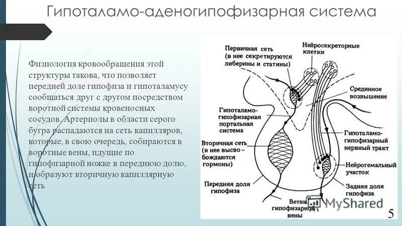 Гипоталамо гипофизарная система функции