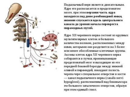 Канал подъязычного нерва располагается в кости