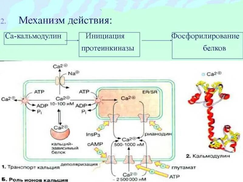 Транспорт белков внутриклеточный. Схема фосфорилирования белков. Фосфорилирование белков схема реакции. Фосфорилирование протеинкиназы. Механизм активации протеинкиназы g.