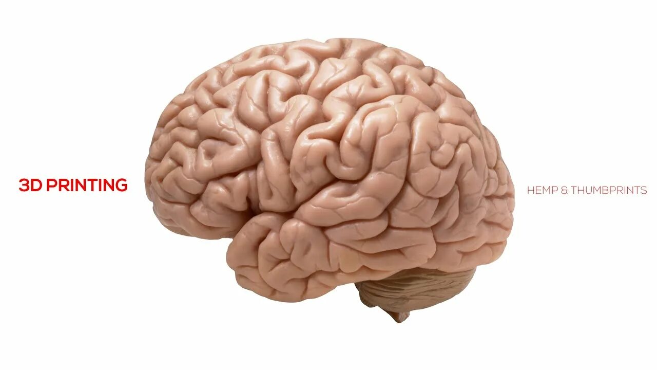 The brain 12. The brain 12