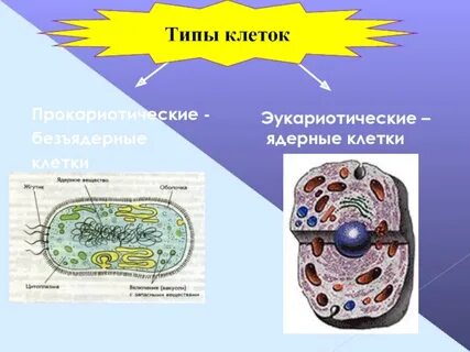 Специфические клетки организма
