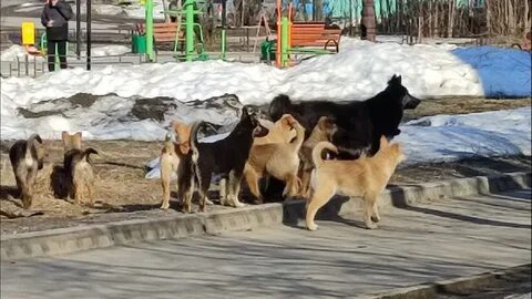 Бродячих собак 4