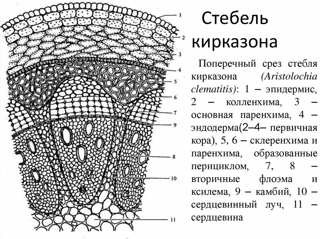 Строение поперечного стебля кирказона. Поперечный срез стебля кирказона. Внутреннее строение стебля кирказона. Стебель двудольного растения кирказон.