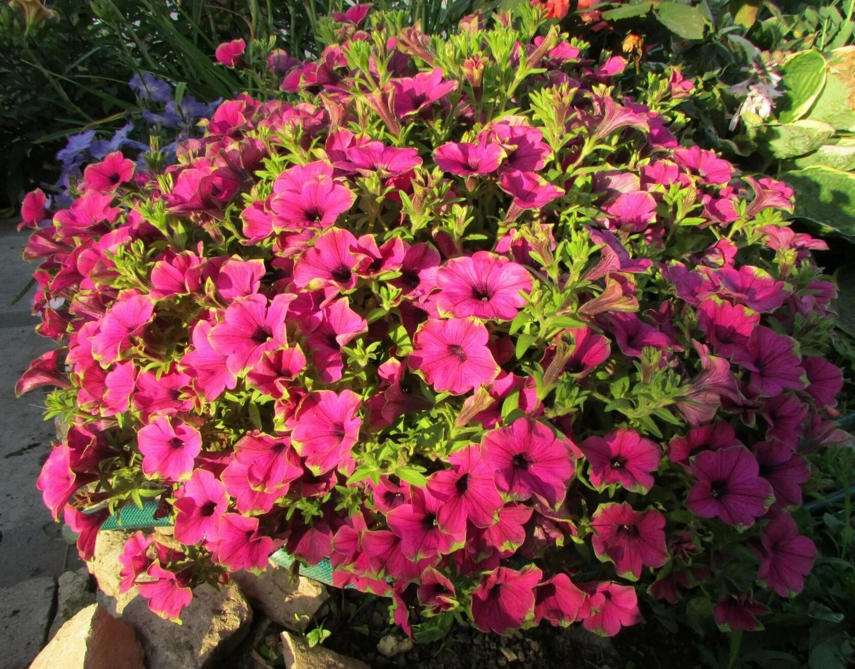 Петуния ампельная шок вейв coral crush. Петуния май краш. Петуния шок вейв корал краш. Петуния шок вейв семена. Петуния шок вейв корал краш.