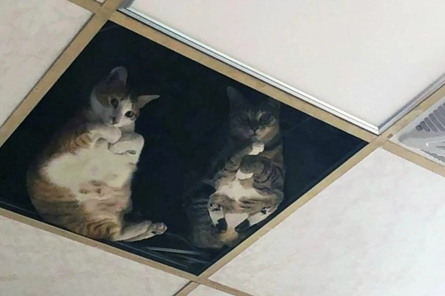 Почему кошка лезет в лицо. Потолочный кот. кошка в натяжном потолке. кошки и навесной потолок. потолок с котами.