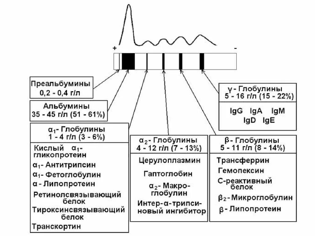 Альбумины и глобулины крови. Функции белковых фракций крови. Белковые фракции альбумин норма. Белковые фракции плазмы крови биохимия. Фракции белков плазмы крови схема.