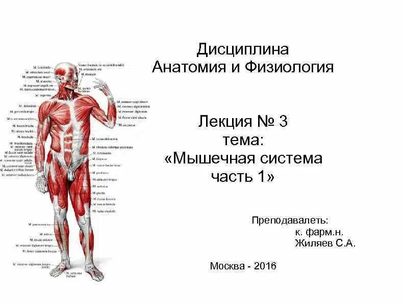 Физиология кровообращения. Разделы анатомии человека. Анатомия и физиология темы. Разделы анатомии. Организм человека.