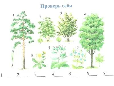 Куст задач