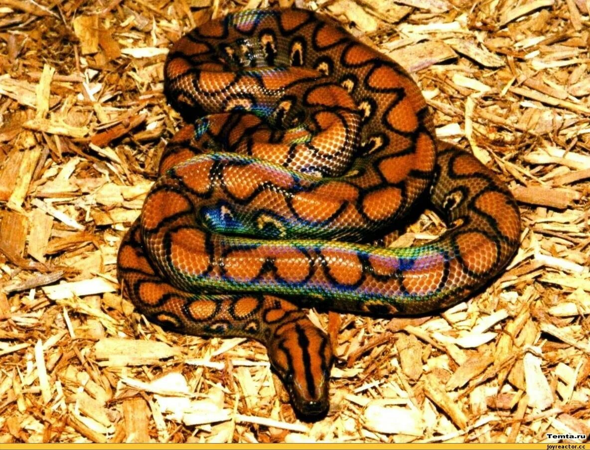 Beautiful Snake Pictures Video - YouTube