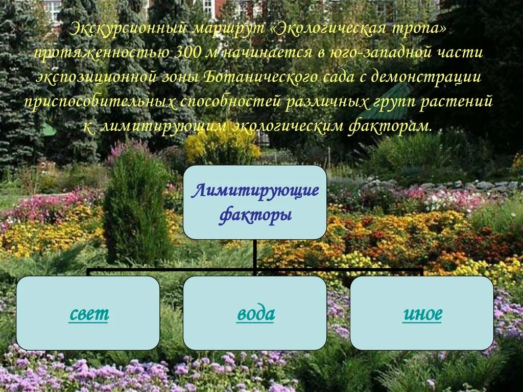 Расскажите что составляет окружающую среду для растения