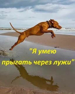 Прыгать хозяин
