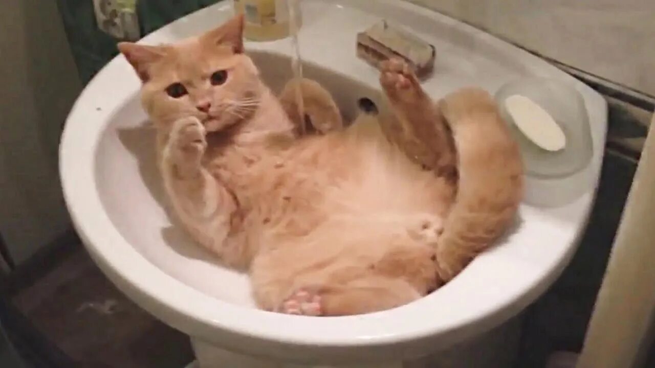 Видео про смешных до слез. Смешные коты. смешные видеоролики про котов. смешные видосики про котиков. кот под струей воды.