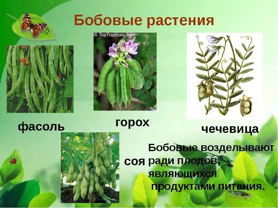 Семейство бобовых виды. Бобовые растения. Бобовые растения список. Бобовые культурные растения. Семейство бобовые примеры.