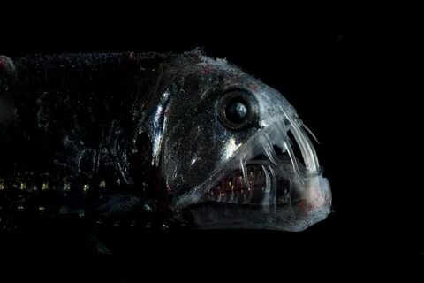Scary fish