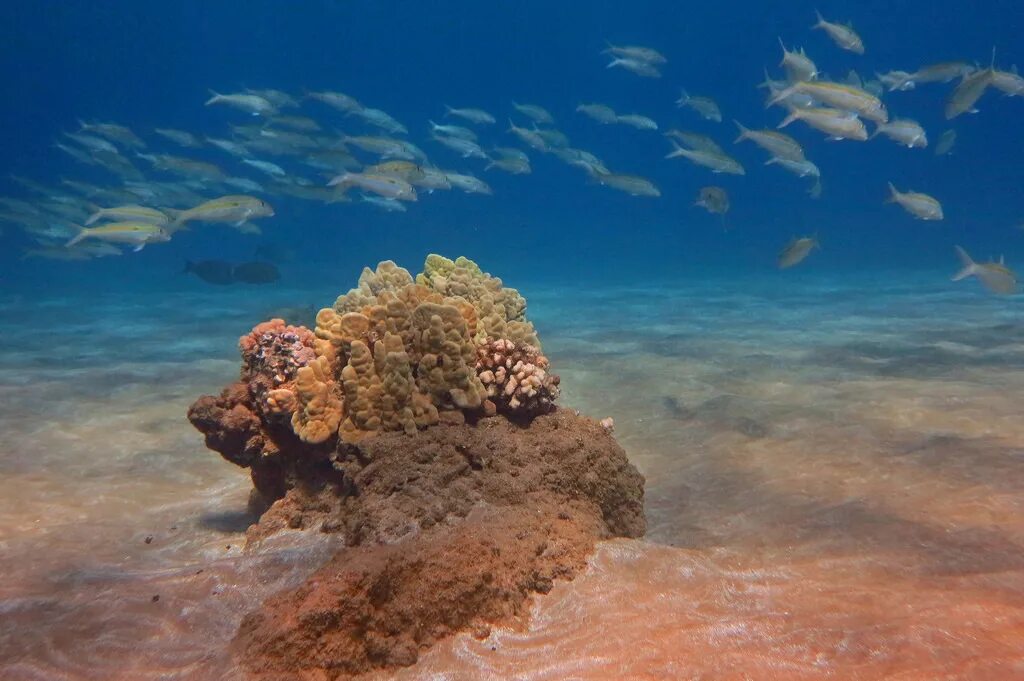 Coral life. Атлантический океан коралловый риф. Кораллы на мелководье. Море мелководье. Камни с кораллами на дне океана.