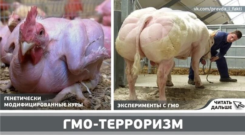 Чем опасен модифицированный