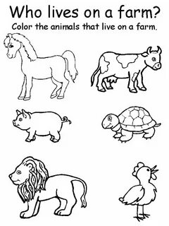 Animals exercises