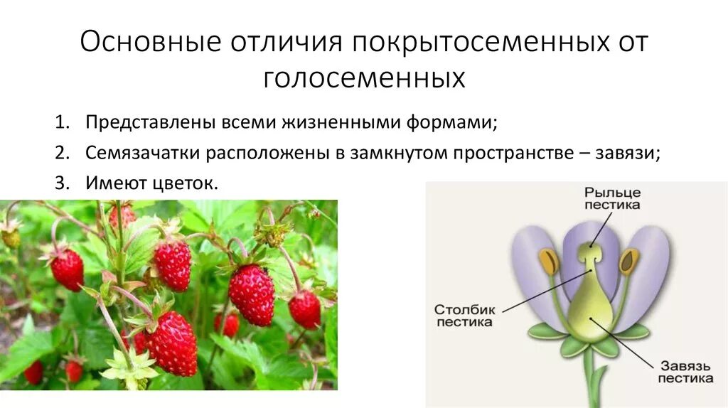 Различия голосеменных от покрытосеменны. Голосеменные и Покрытосеменные растения. Голосеменные и Покрытосеменные растения примеры. Характеристика покрытосеменных растений. Чем характеризуются покрытосеменные растения