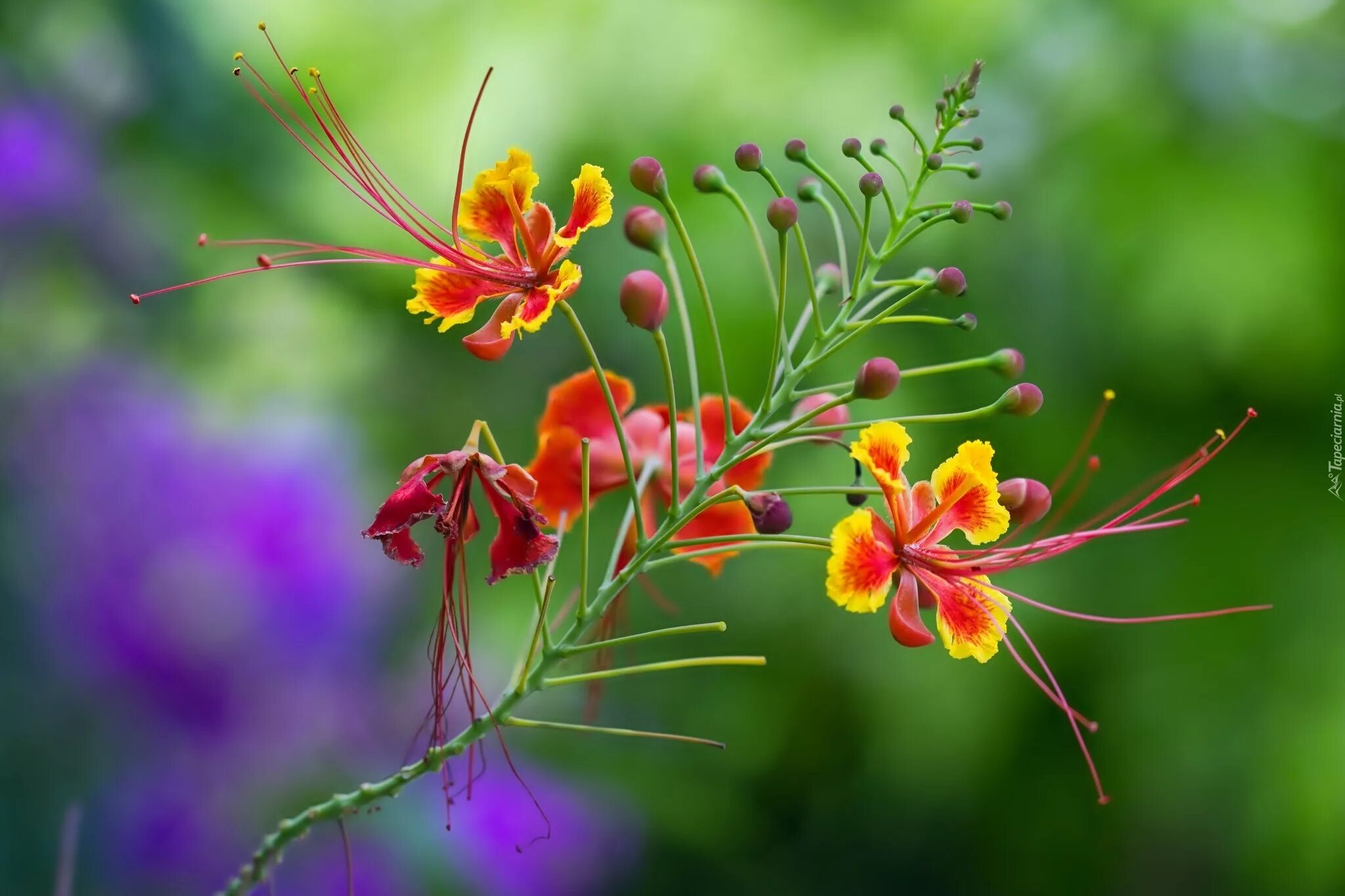 женщина вечером в саду на даче. чаепитие в саду. Sit flower. Sit flower. Sit flower.