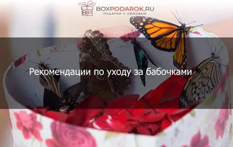 Как ухаживать за бабочками