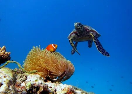 Marine wildlife