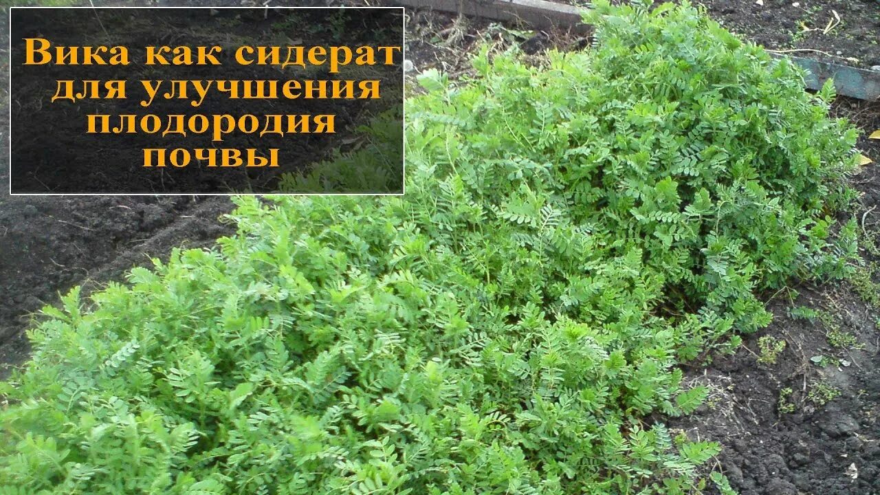 Сидерат вика озимая. Когда сеять вику. Вика яровая сидерат. Вика яровая сидерат. Сидерат вика фото и описание.
