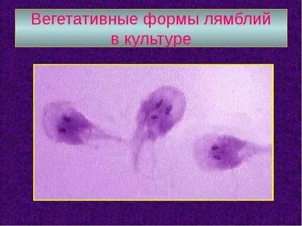 Вегетативная форма простейших