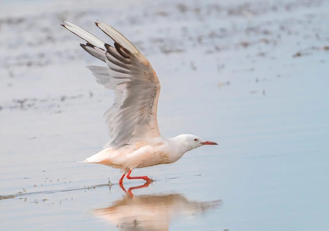 Морской голубок. Чайка морской голубок. большая морская чайка (larus marinus). морской голубок фото. чайка морской голубок фото.