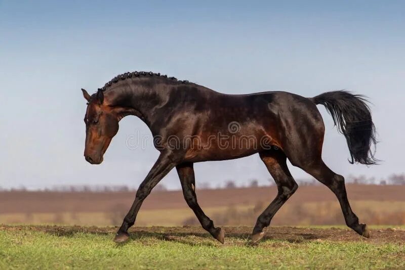 Baitas - Farm stud DACOR in 2022 Akhal teke horses, Horse breeds, Beautiful hors