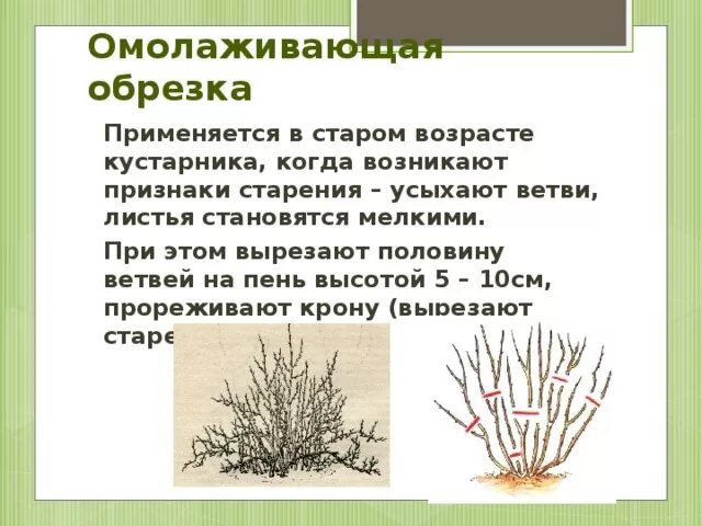 Жимолость схема обрезки куста. Схема обрезки жимолости весной. Обрезка жимолости осенью схема. Схема обрезки жимолости осенью. Как обрезать жимолость весной для начинающих