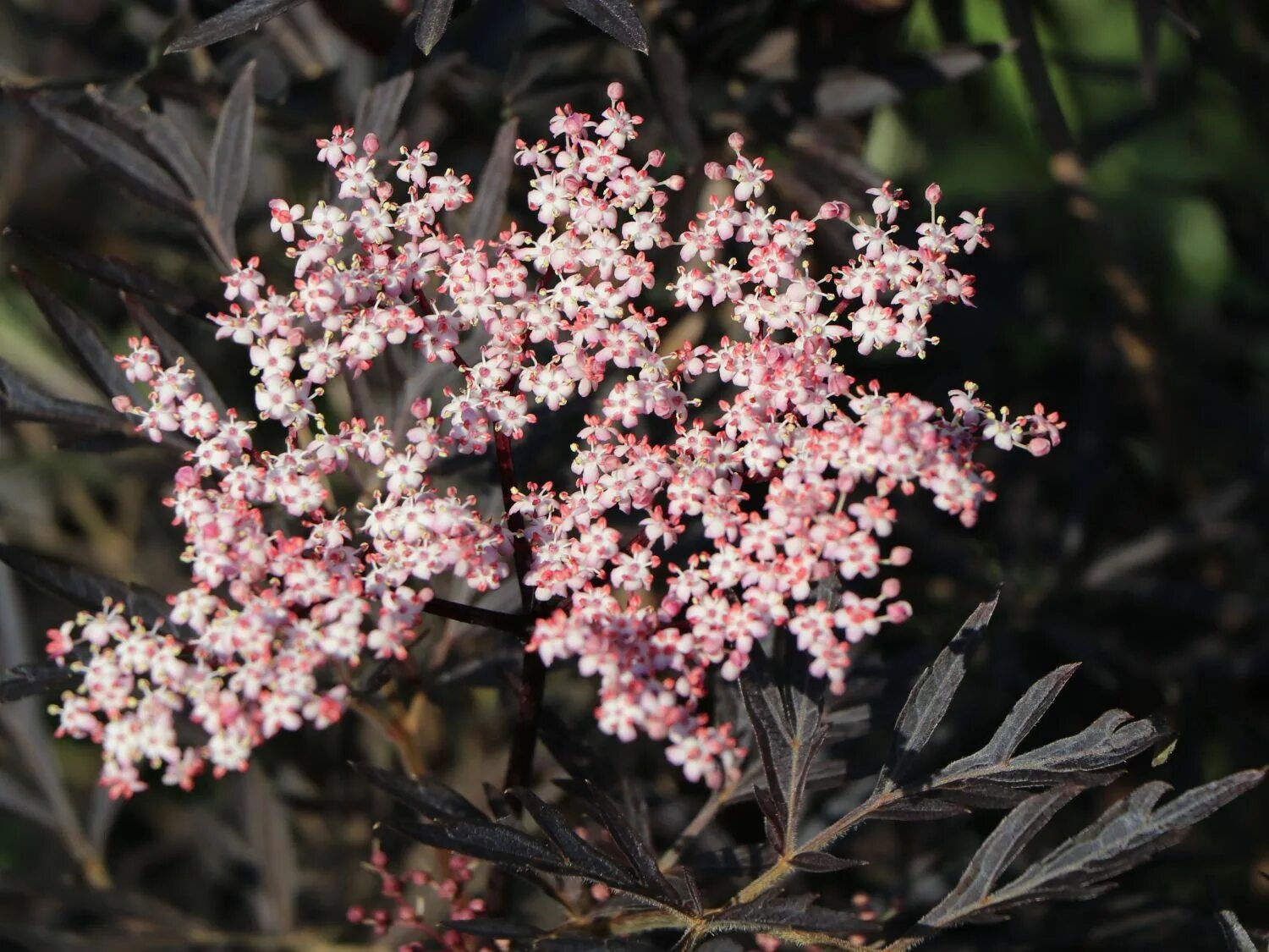 Бузина черная сорта. Бузина черная (Sambucus nigra). Самбукус Нигра (Бузина черная)куст. Бузина черная Лациниата. Бузина чёрная Блэк Лэйс.