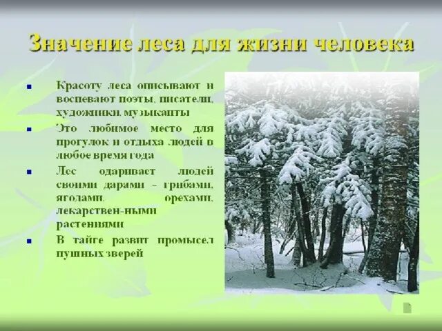 Проект на тему лес 3 класс Презентация по окружающему миру на тему "Деревья леса" (2 класс)
