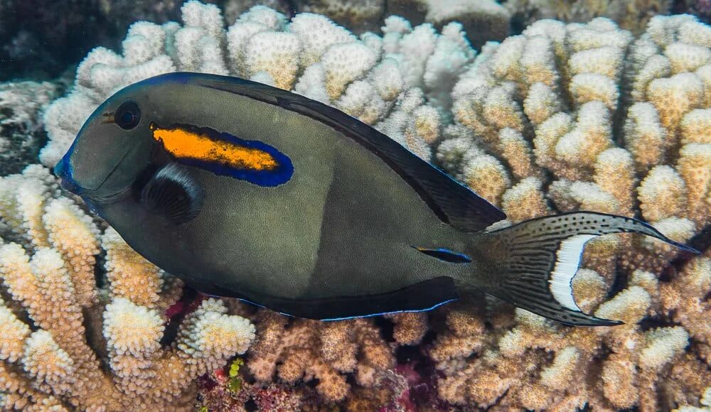 Рыба хирург почему. Acanthurus olivaceus. Хирург оливковый Acanthurus. Хирург Королевский хепатус. Хирург линейноглазый Чернохвостый l /Acanthurus nigricaudus.