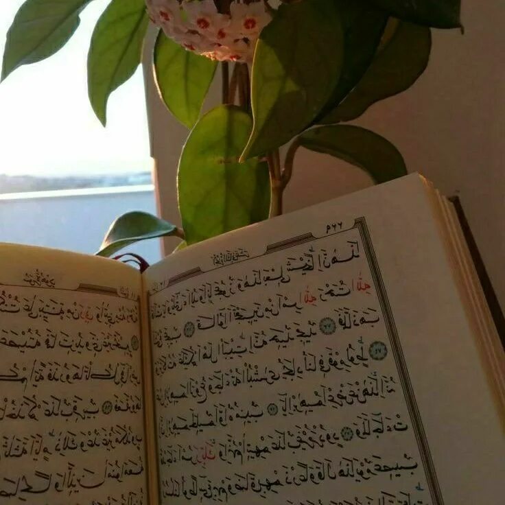 коран 49. книга куран. коран 49. 49 12 коран. коран 49.