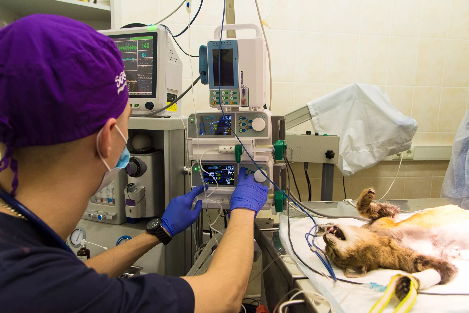 Анестезия в ветеринарии. Мрт для животных. Анестезия в ветеринарии. Газовый наркоз для животных. Мрт собаки.