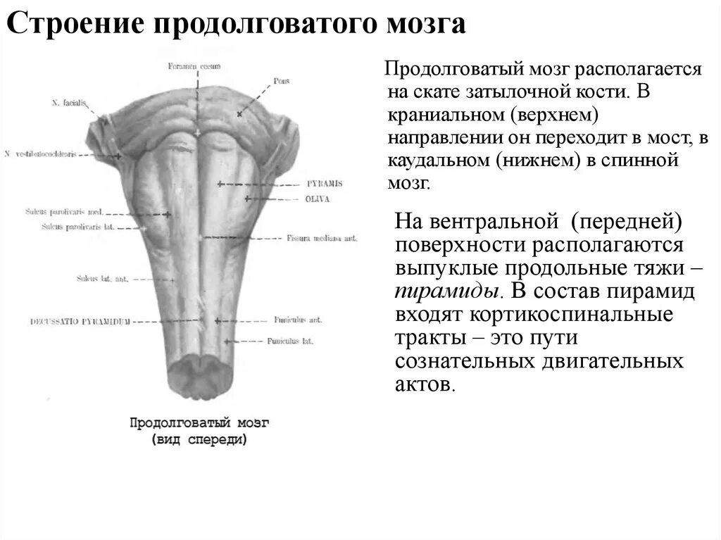 Продолговатый мозг строение и функции. Схема наружного строения продолговатого мозга. Строение продолговатого мозга и моста. Наружное строение продолговатого мозга.