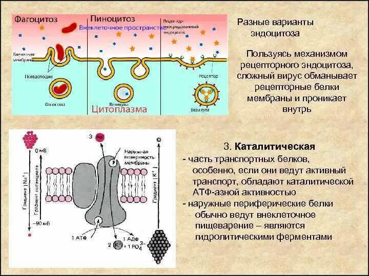 Характерна пульсация образование путем эндоцитоза. Эндоцитоз. Рецепторный эндоцитоз. Рецептор-опосредованный эндоцитоз. Цикл эндоцитоза.