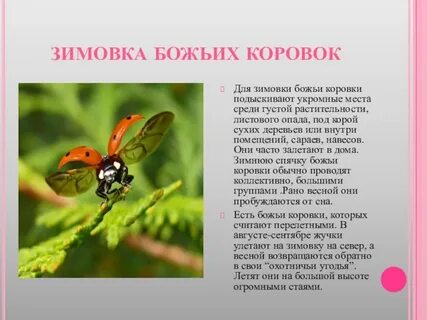Когда божьи коровки впадают в спячку