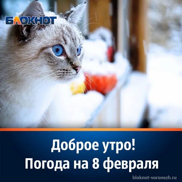 Доброе утро февраля 2024 г. Доброе утро февраля. Доброе утро 8 февраля. Доброе утро февральское утро. Доброе утречко февраля.