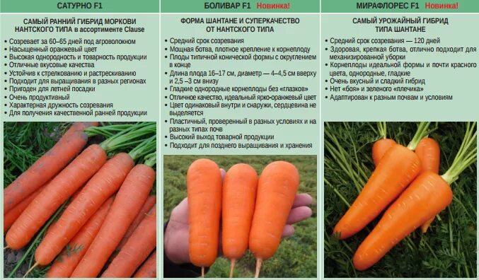Морковь в черноземье. Морковь по срокам созревания таблица. Сроки созревания моркови. Морковь семена лучшие сорта для открытого грунта.