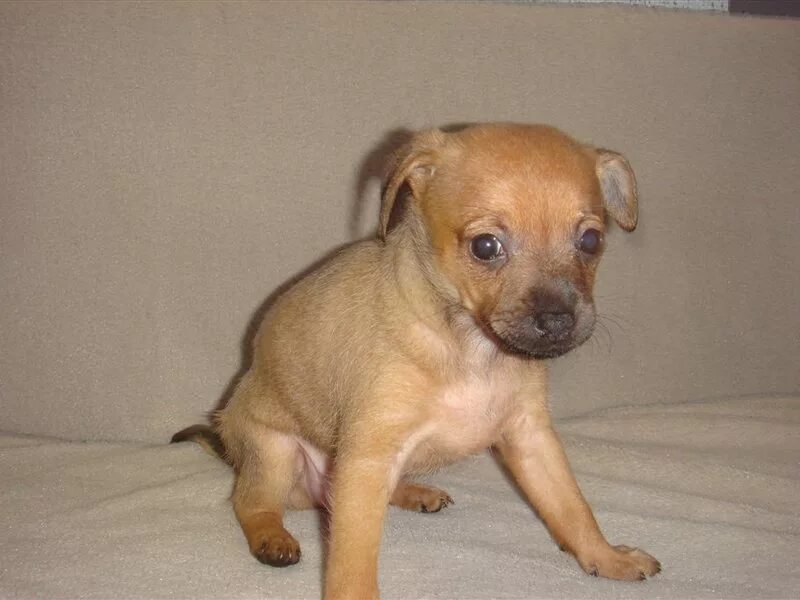 щенки той терьера щенки 1 месяц мини. щенок той терьера 1. щенок той терьера 2 месяца черный. щенок тойтейрера 1 месяц. той терьер пинчер 2месяц.