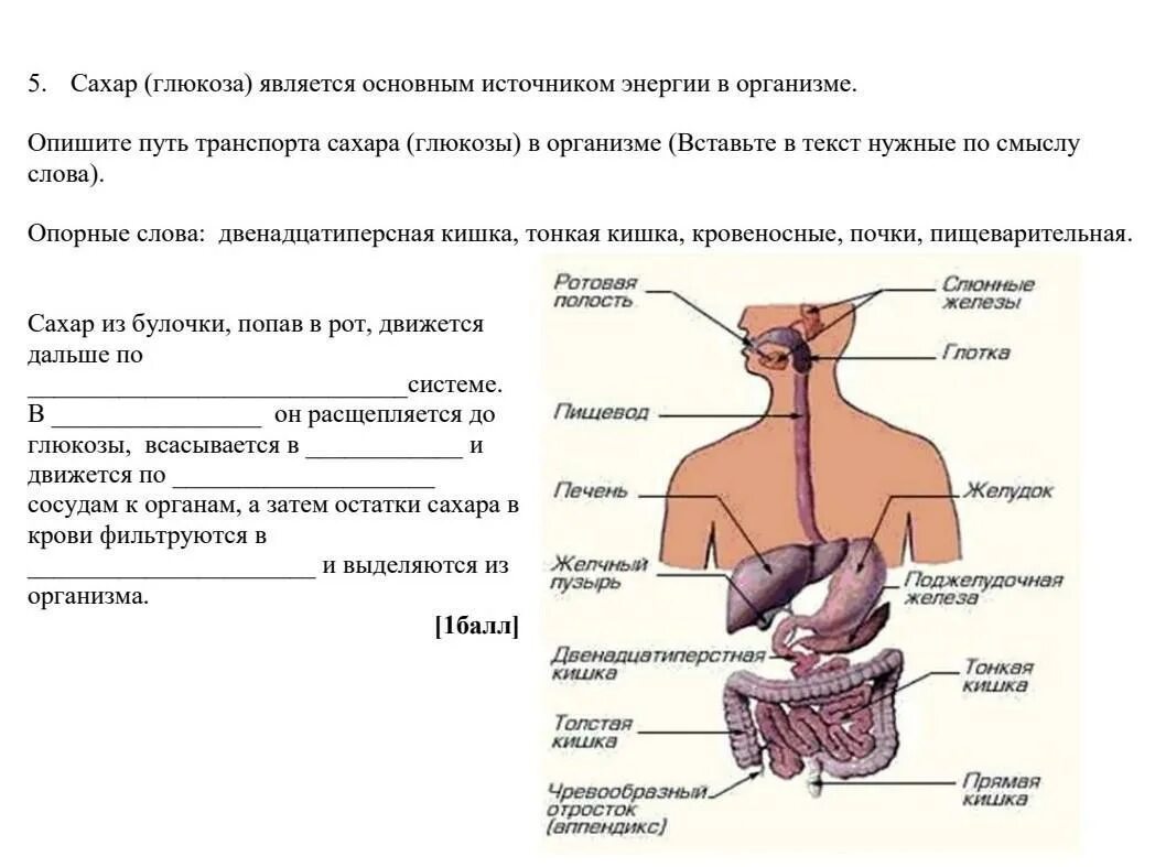 В каких продуктах содержится глюкоза. Глюкоза в организме источник. Глюкоза в организме источник. Применение сахара. Источники глюкозы в организме.