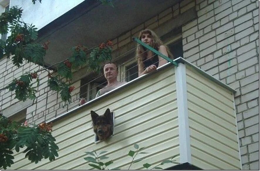 Балкон для собаки. Прикольный балкон. Окно для собаки на балконе. Балкон для собаки на балконе.