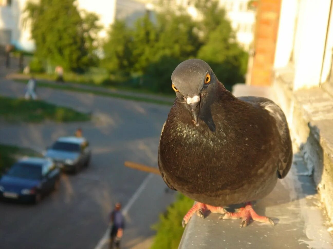 Мохноногий голубь. Голубушка. Голуби 2024. Королевский голубь. Голубь с глазами спереди.