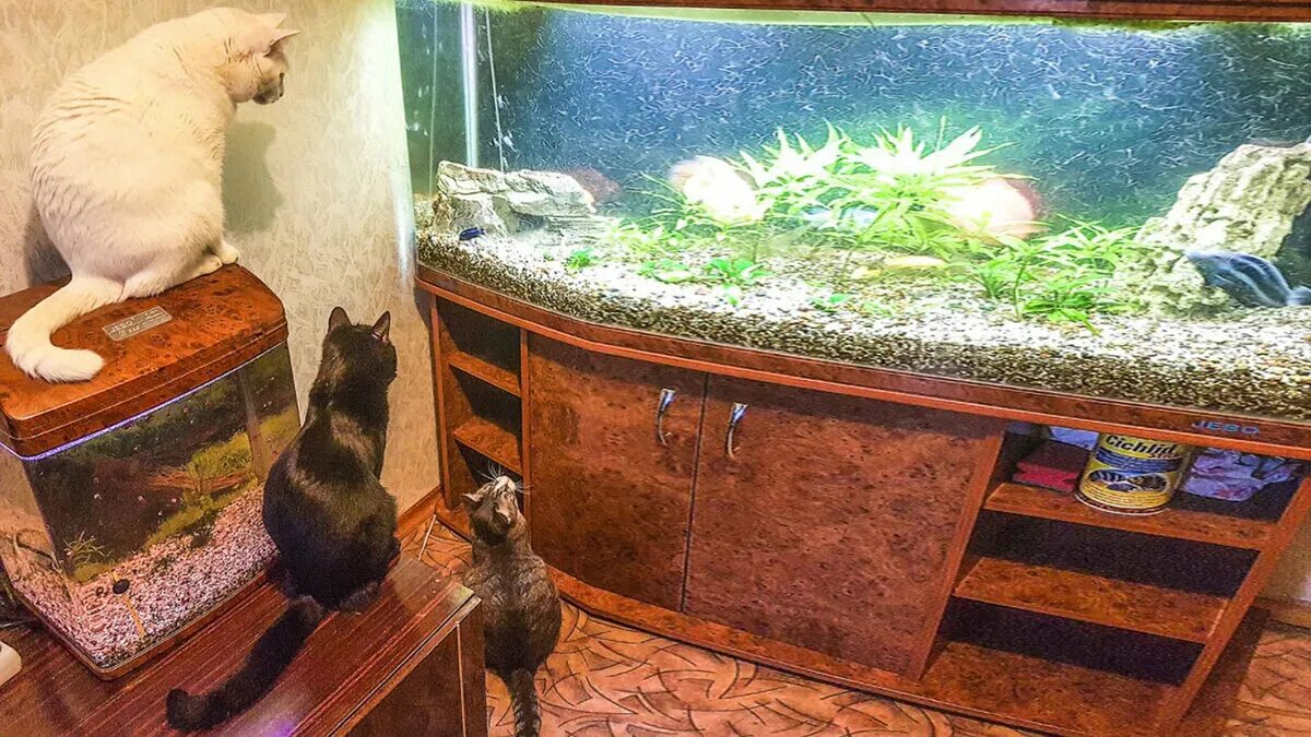 Хотим быть рыбками. Кот и аквариум. Веселый аквариум. Смешной аквариум. Прикольные аквариумы.