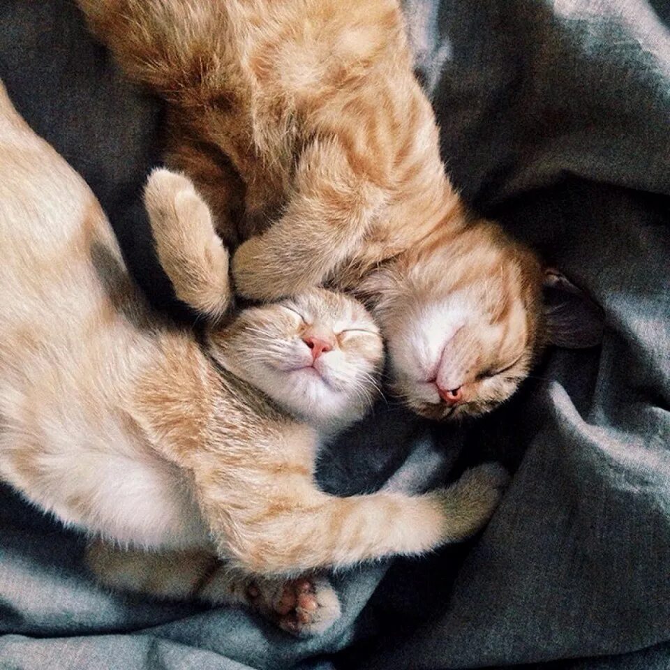 Спящие вместе коты. Спящие котята. котики обнимаются. котики вместе.