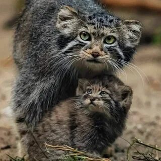 Манул котенок москва