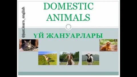 Мас балапандардың порно видеолары