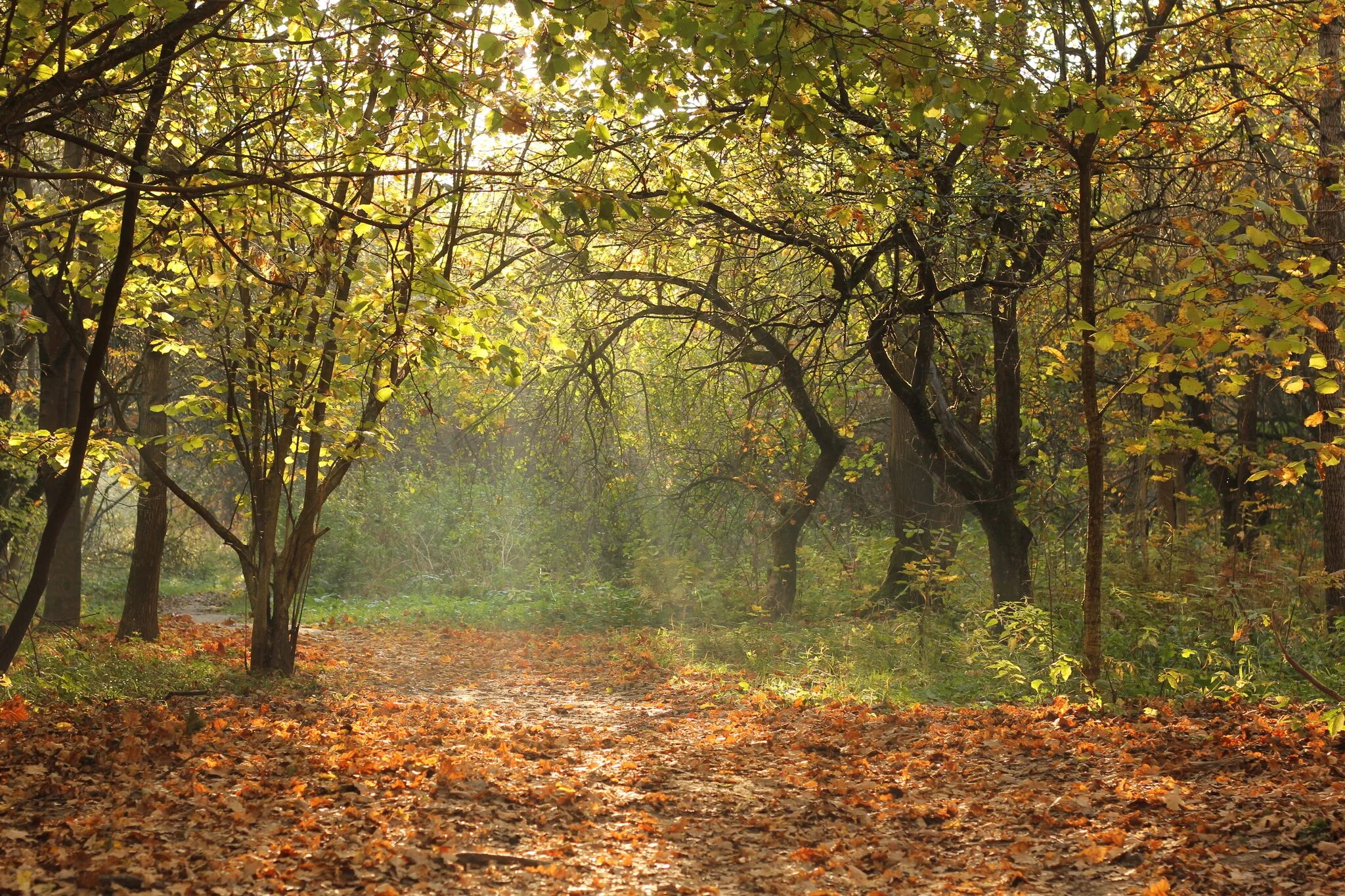 Тимирязевский лес москва. Алешкинский лес куркино. Московский лес 4. Измайловский лес лесопарк. Битцевский лес.